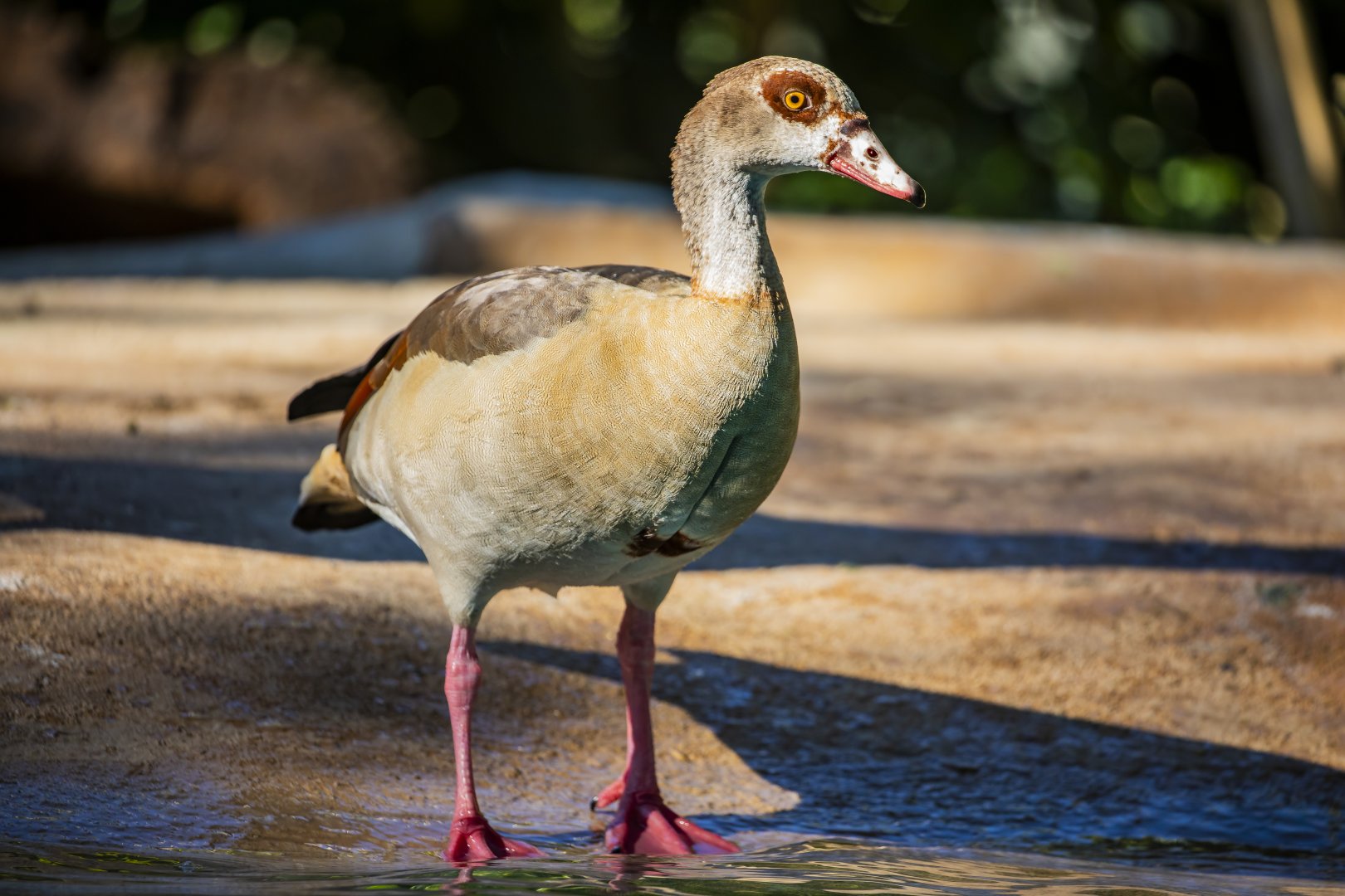 Wild Egyptian goose (Alopochen aegyptiaca)