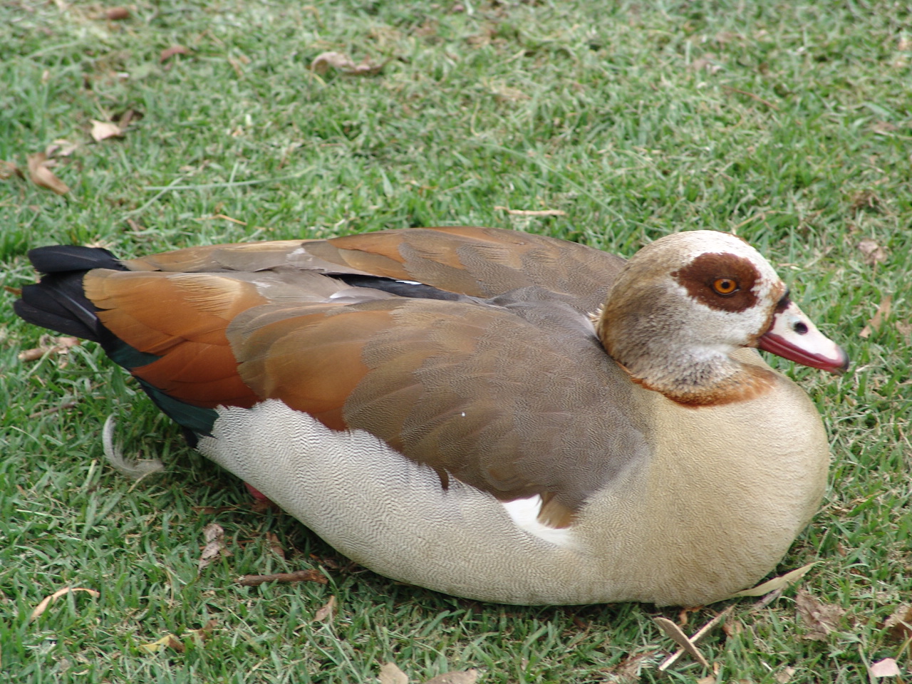 Wild Egyptian Goose (Alopochen aegyptiacus)