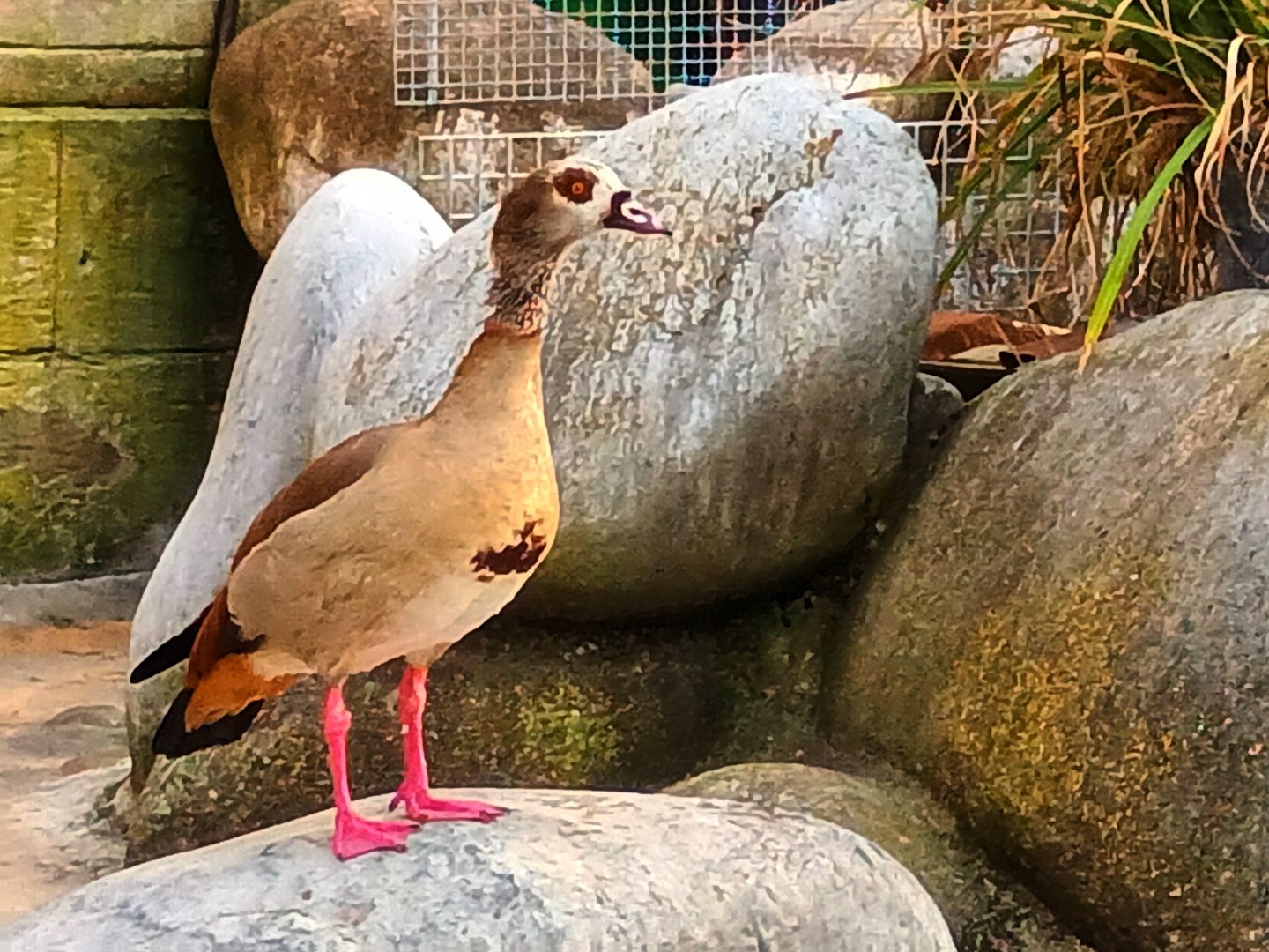 Wild Egyptian Goose inside the African Penguin Enclosure