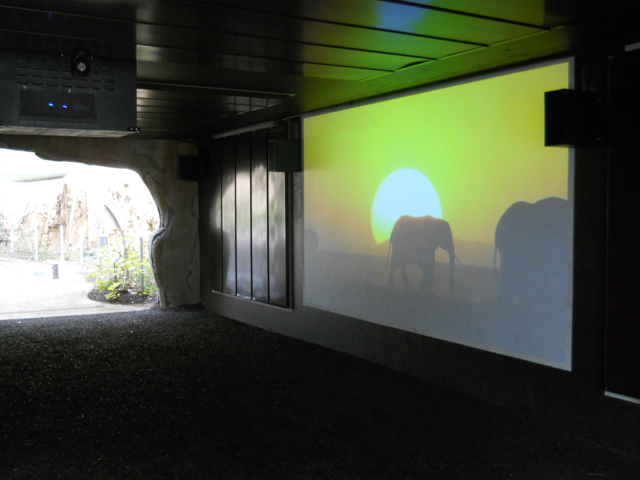 Wild elephant theater