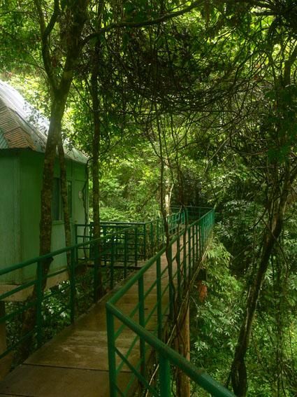 Wild Elephant Valley tree-top lodge and canopy walkway