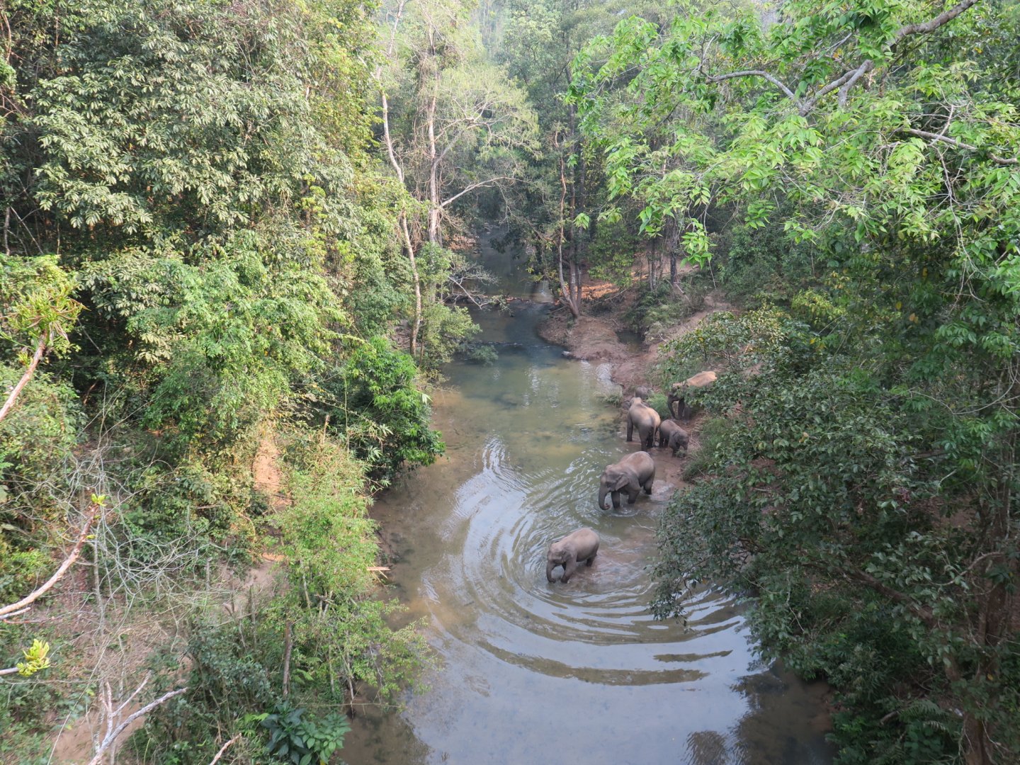 Wild Elephant Valley