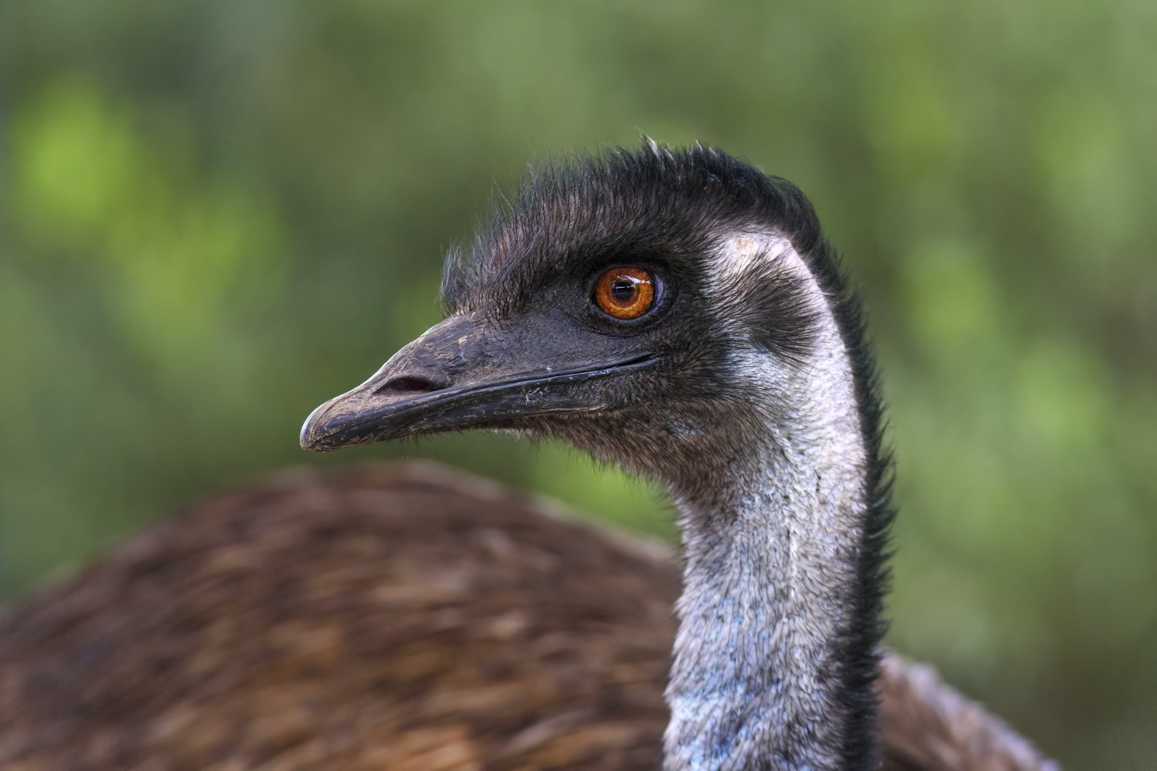 Wild Emu