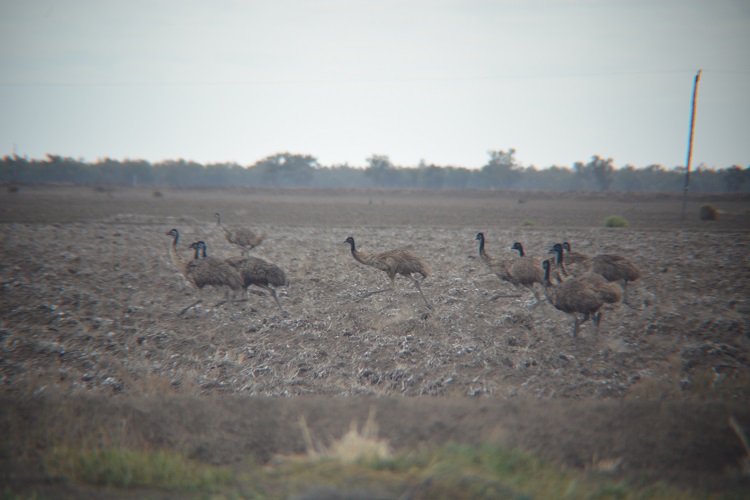 Wild emus.