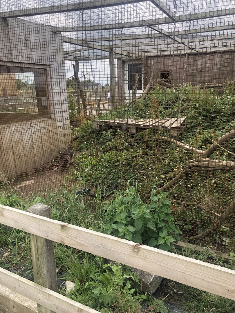 Wild encounters mini zoo - Raccoon enclosure