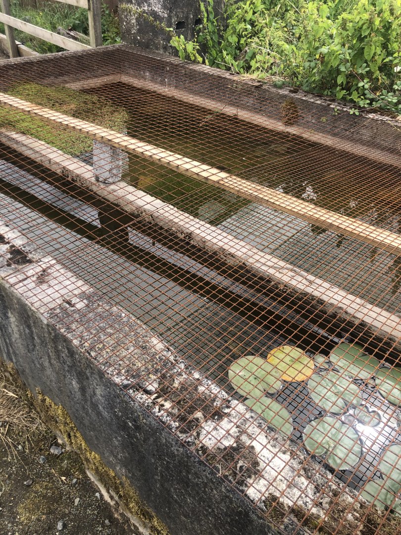 Wild encounters mini zoo - Wildlife pond