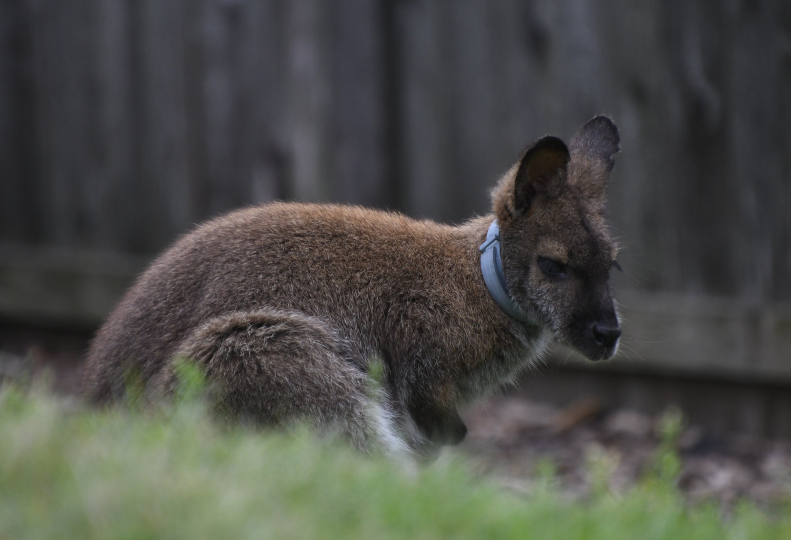 Wild Encounters - Wallaby wearing a fly collar