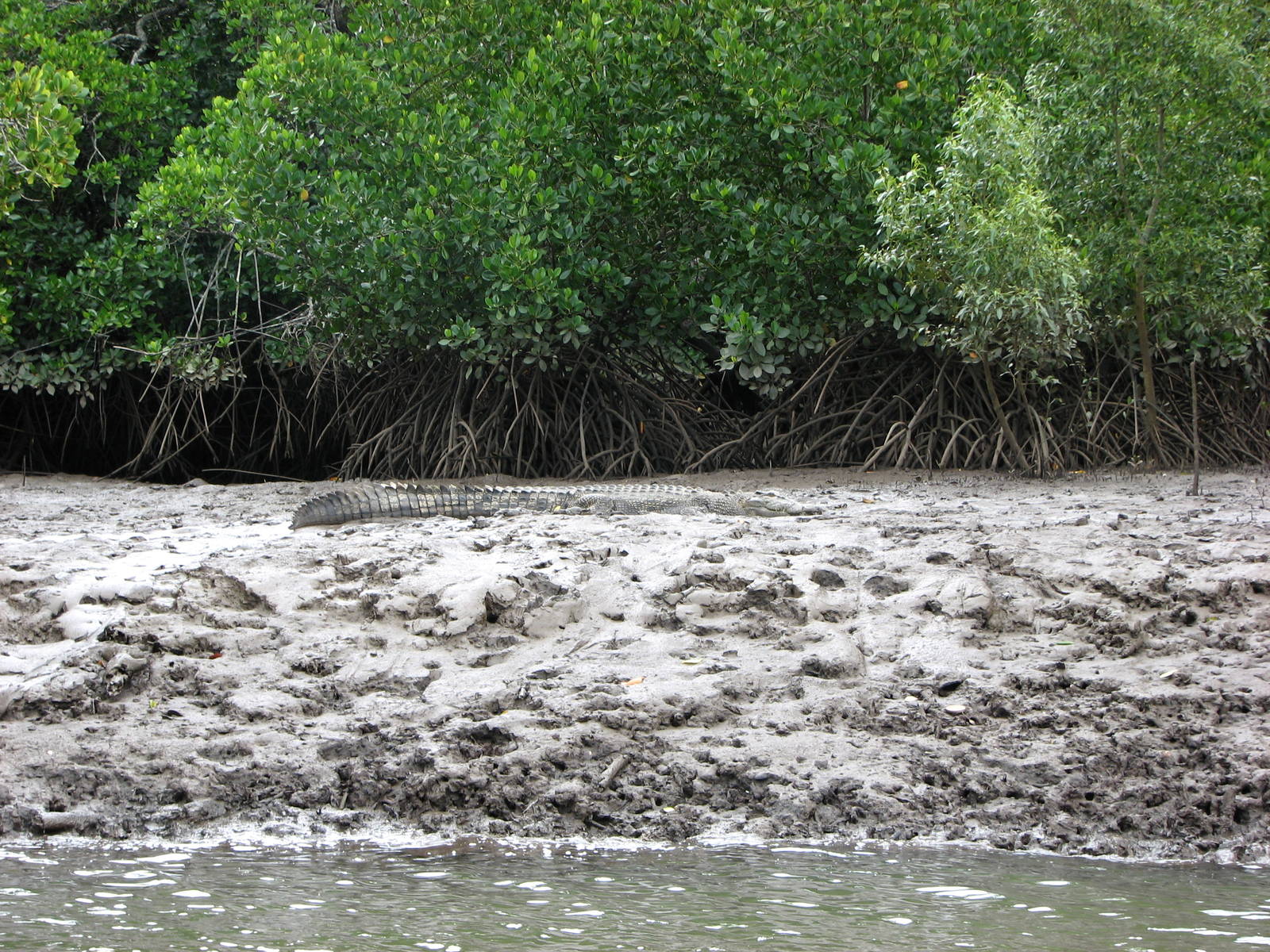 Wild Estuarine Crocodile on a mud bank close to Cairns