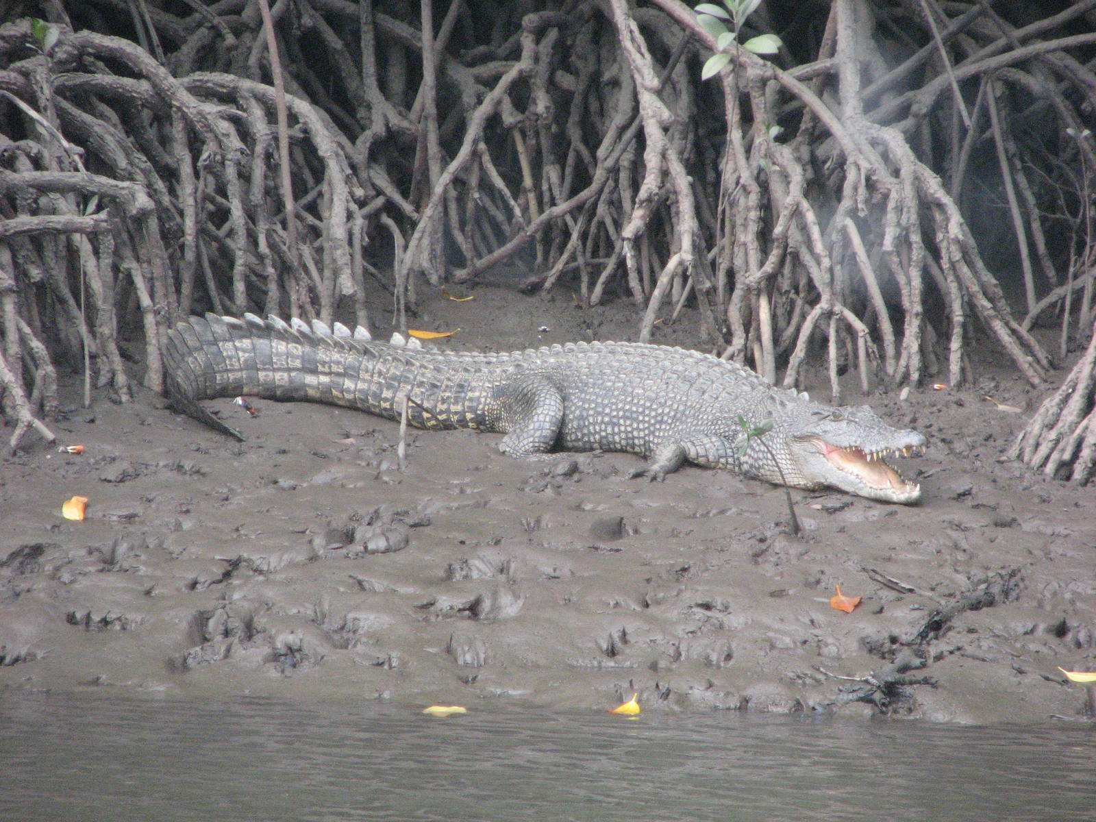 Wild Estuarine Crocodile on a mud bank close to Cairns