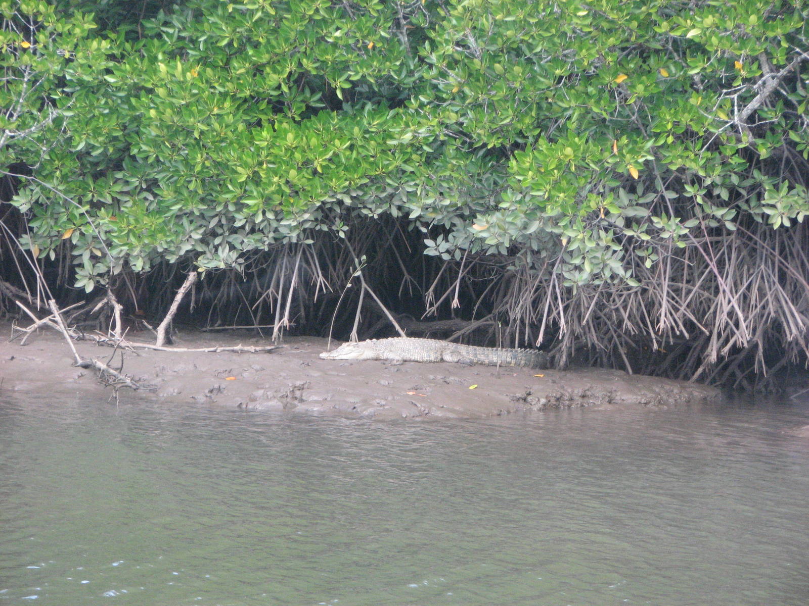 Wild Estuarine Crocodile on a mud bank close to Cairns
