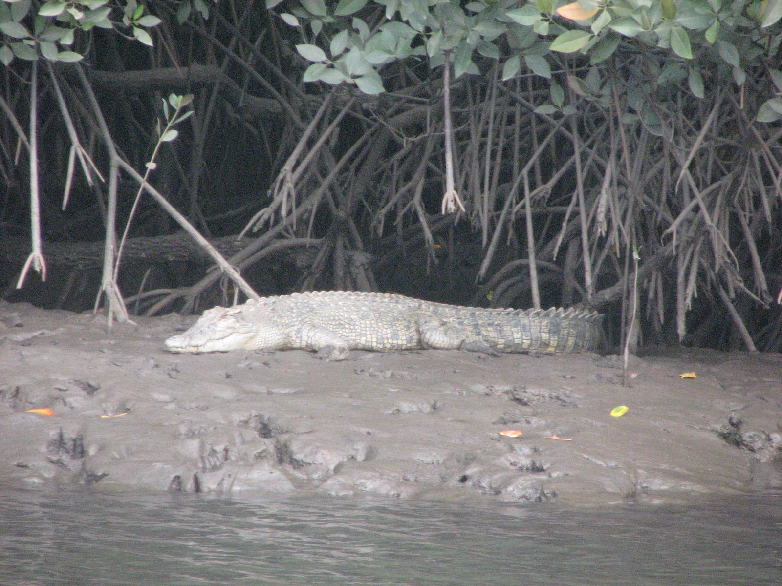 Wild Estuarine Crocodile on a mud bank close to Cairns