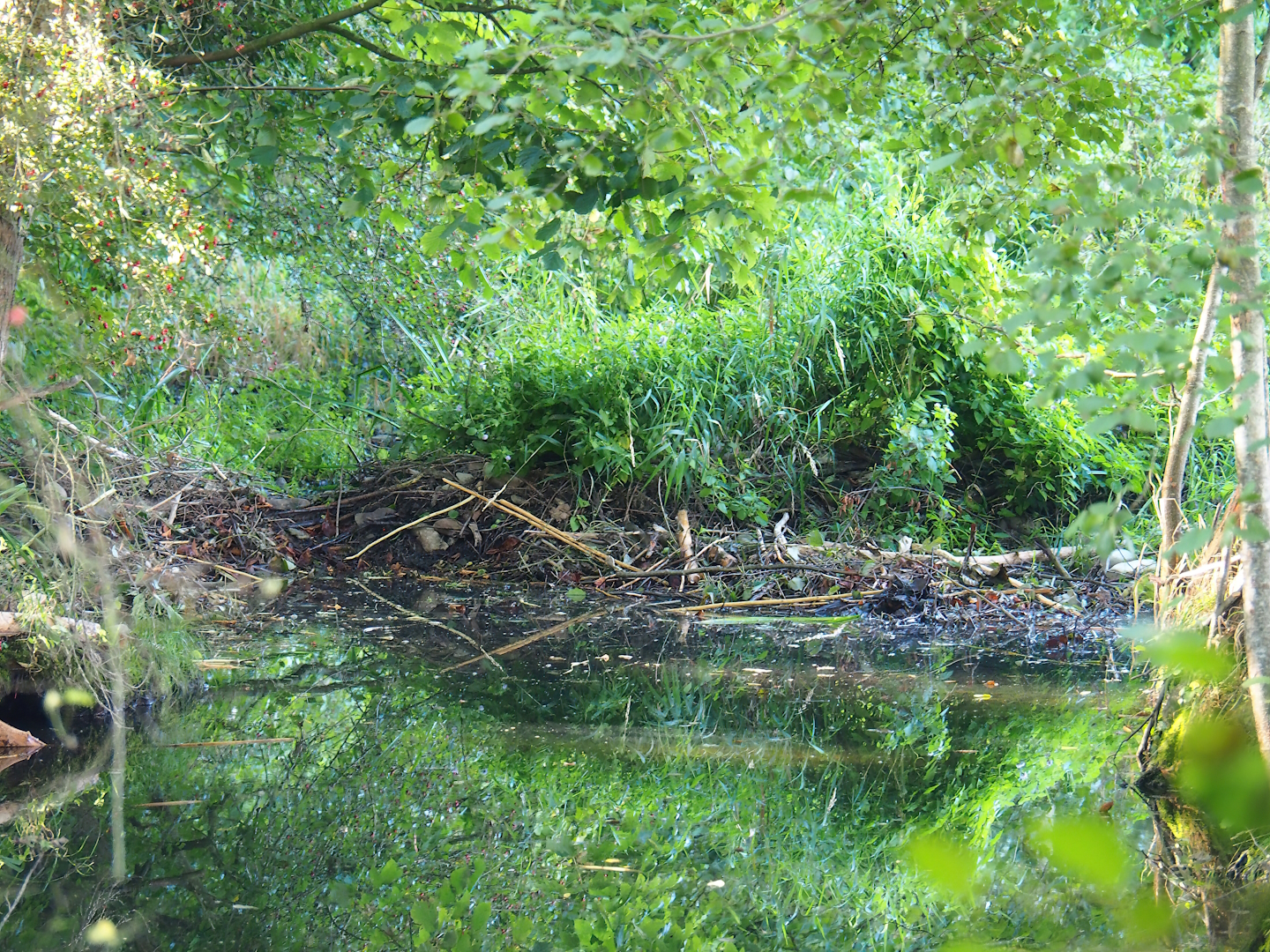 Wild Eurasian beaver dam, 2023-09-26