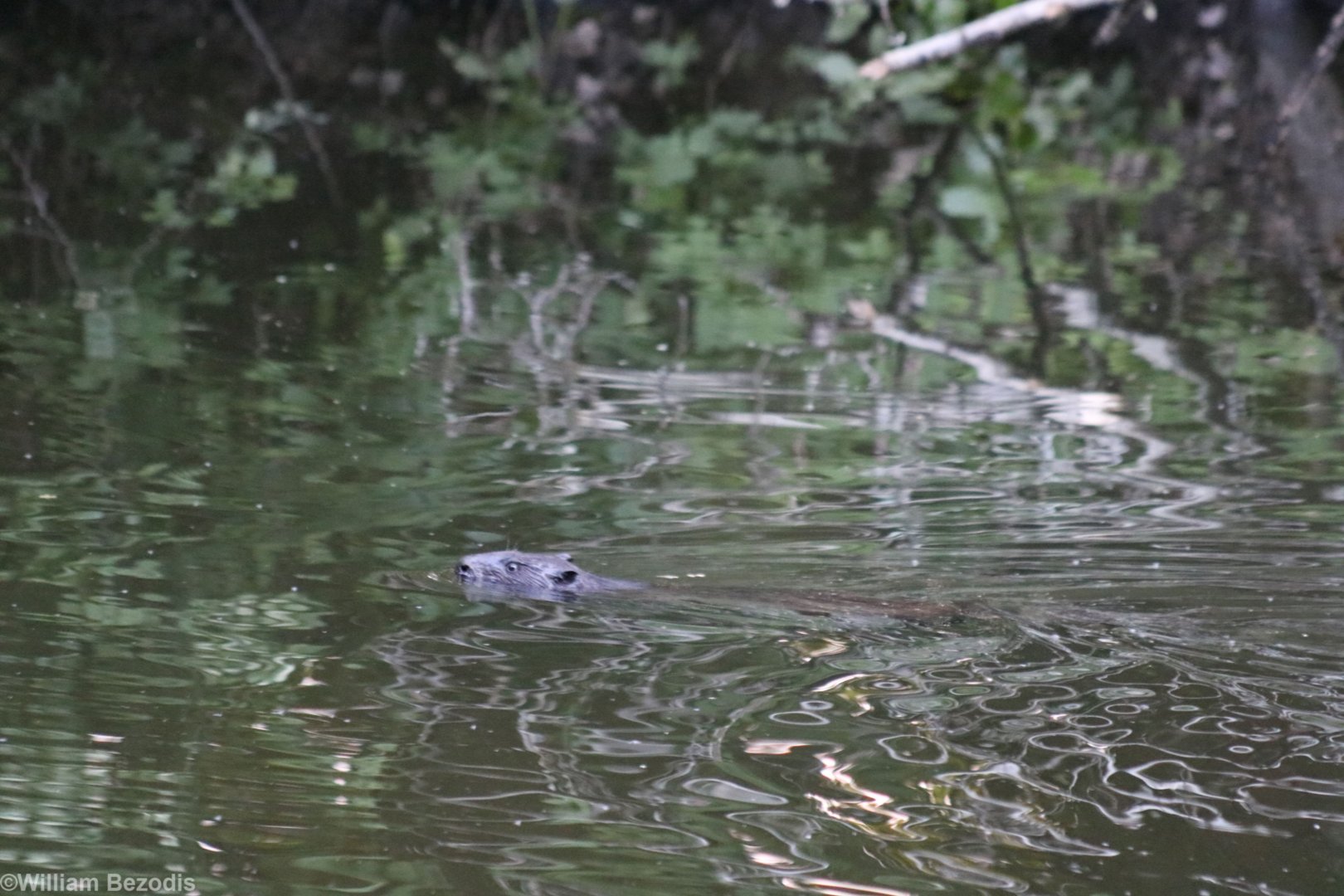 Wild Eurasian Beaver Swimming