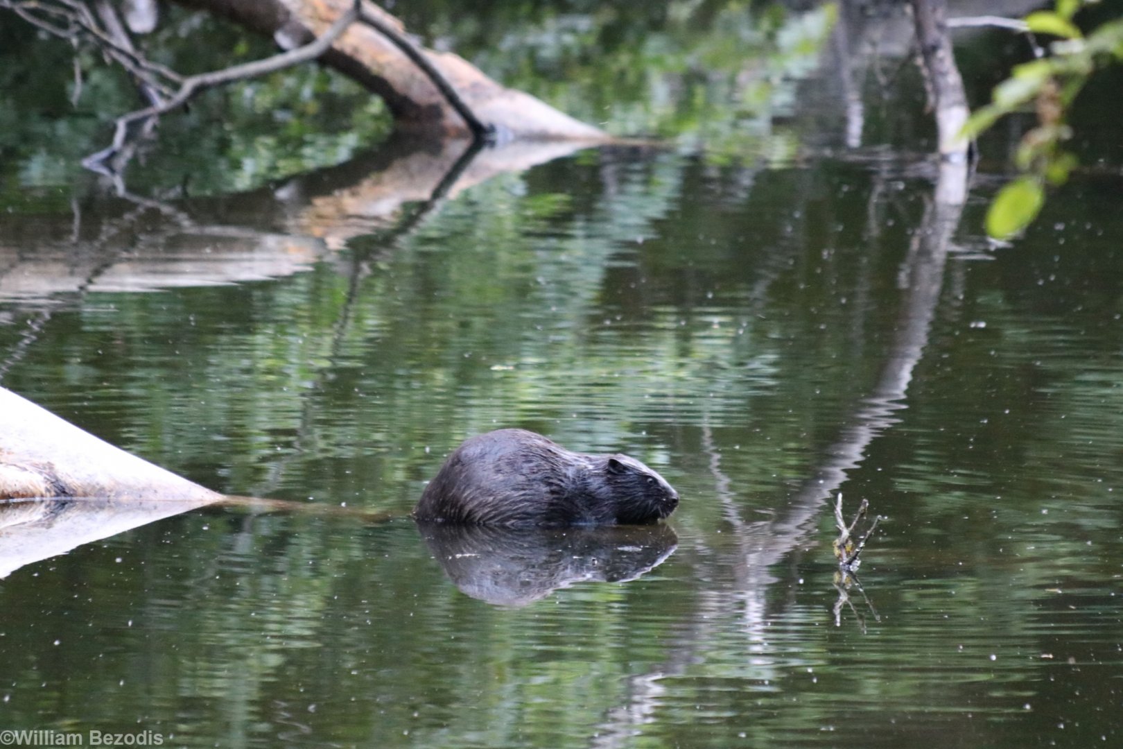 Wild Eurasian Beaver