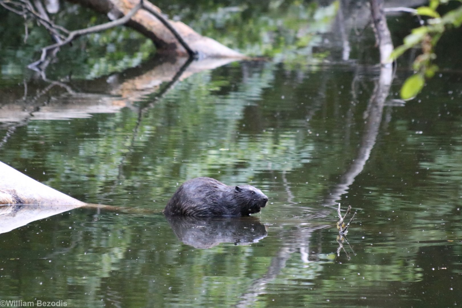 Wild Eurasian Beaver