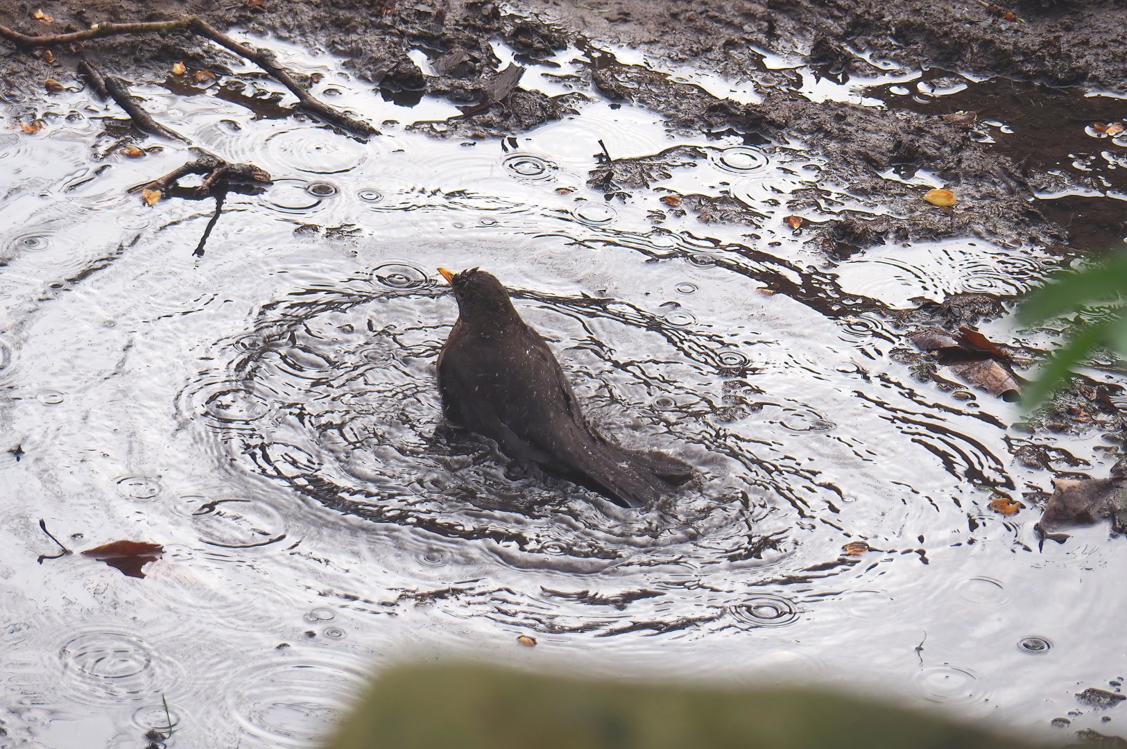 Wild Eurasian blackbird (Turdus merula) bathing in a puddle, 2023-04-08