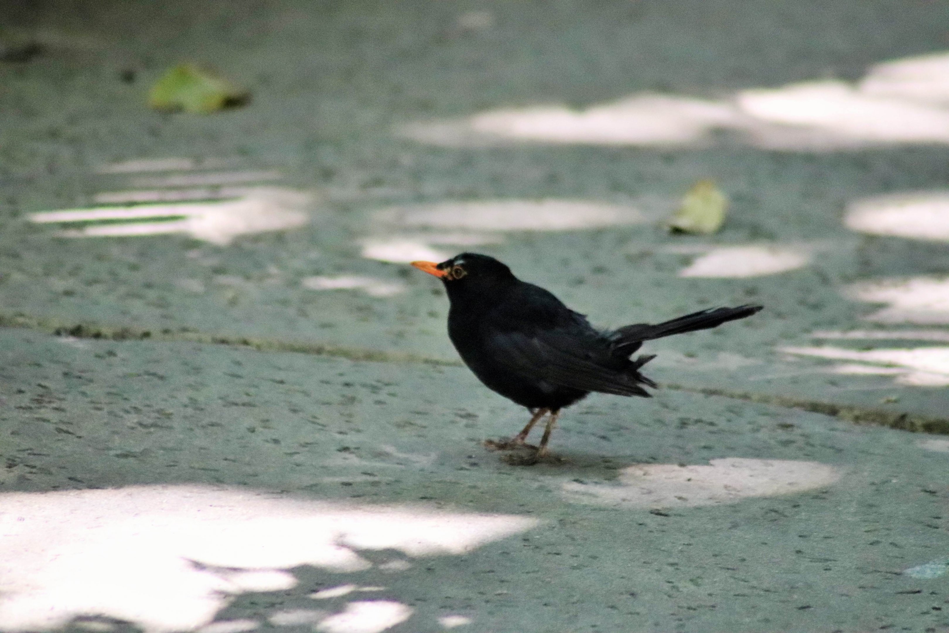 Wild Eurasian Blackbird (Turdus merula)
