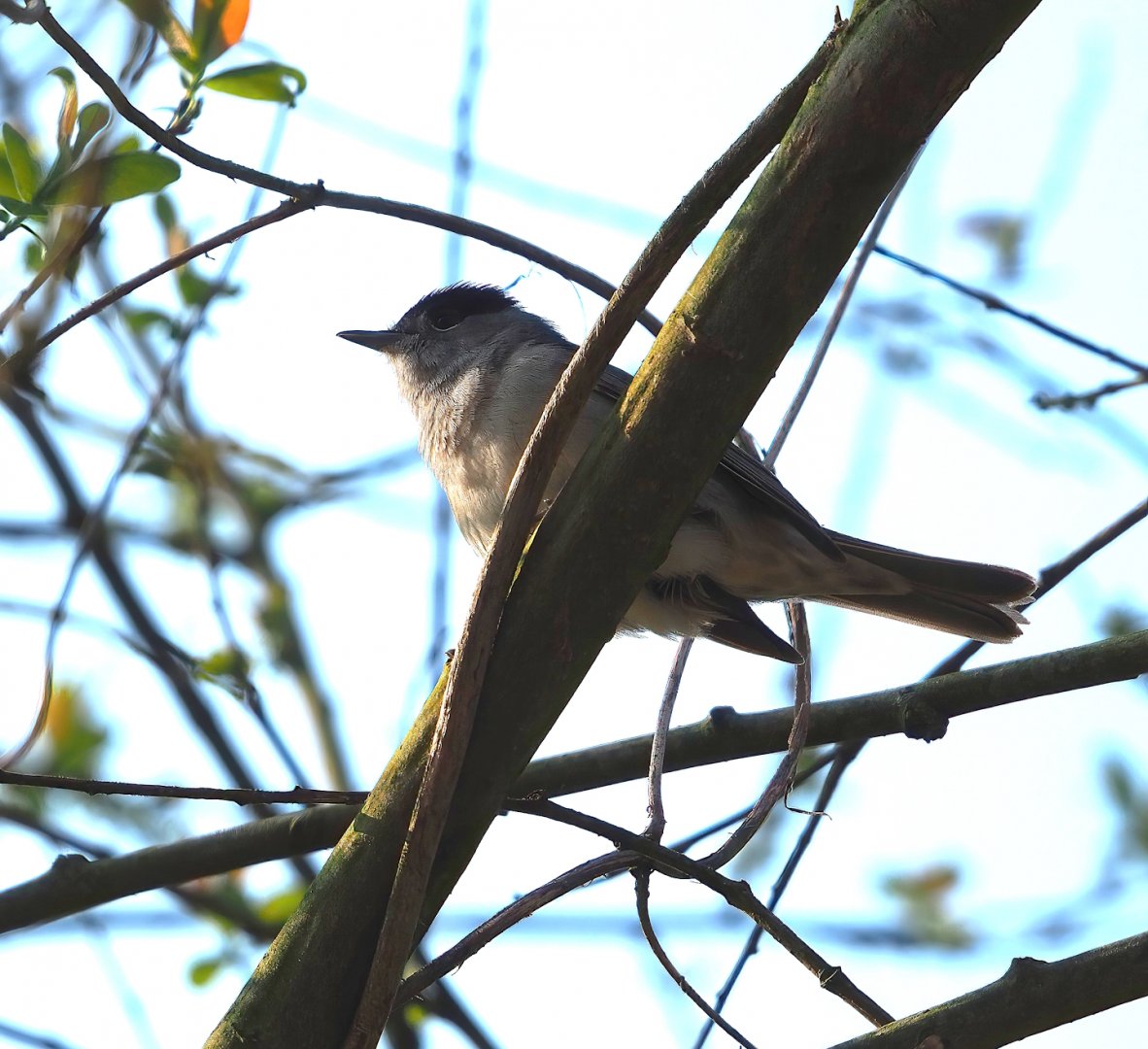 Wild Eurasian blackcap (Sylvia atricapilla), 2023-04-18