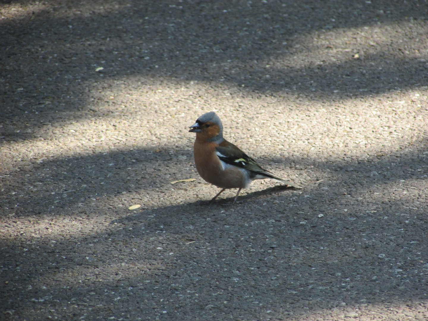 Wild Eurasian chaffinch