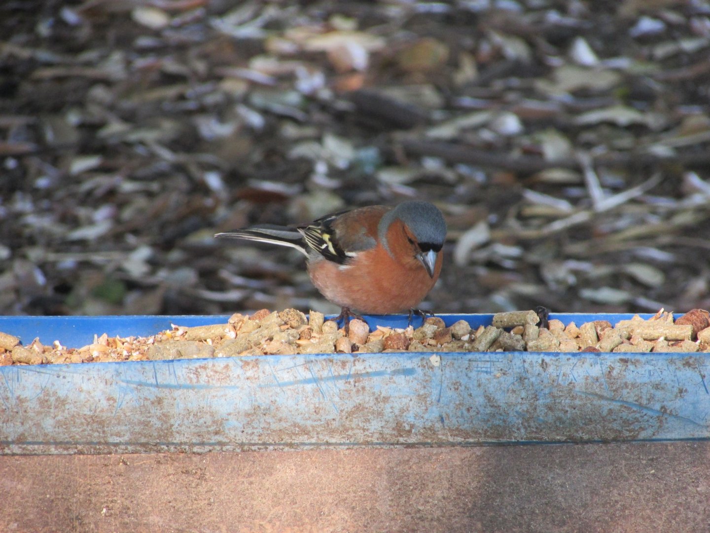 Wild Eurasian chaffinch