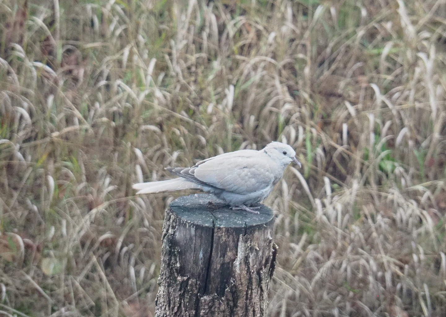 Wild Eurasian collared dove (Streptopelia decaocto), 2022-09-14