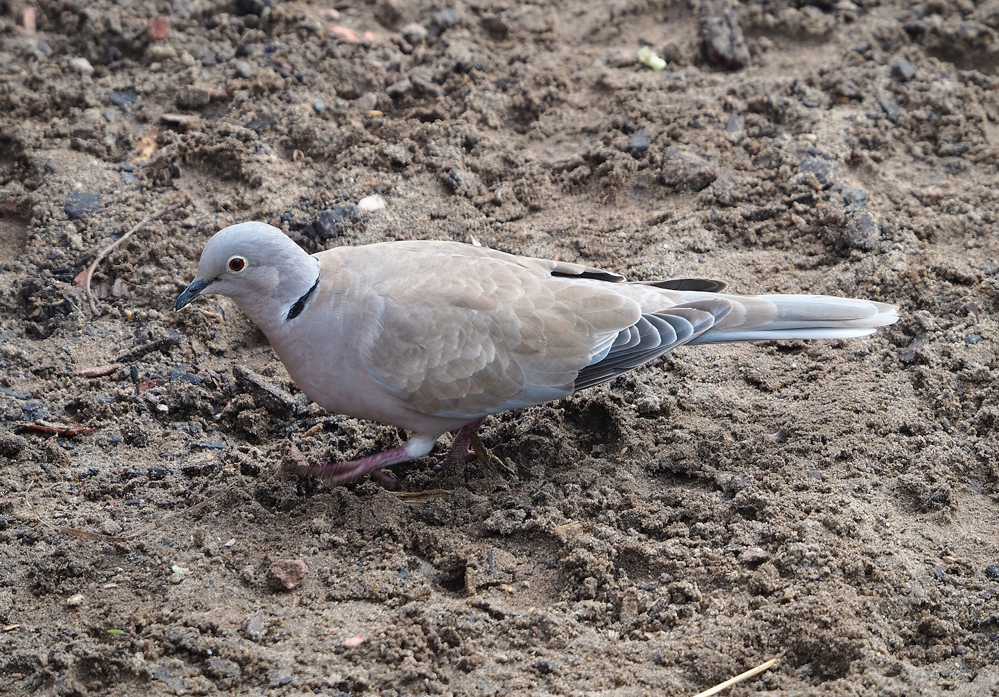 Wild Eurasian collared dove (Streptopelia decaocto), 2023-10-13