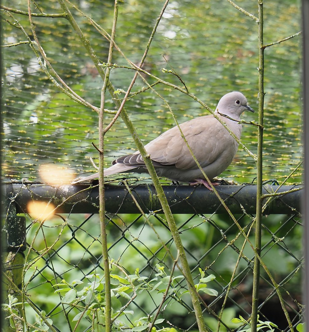 Wild Eurasian collared dove (Streptopelia decaocto), 2024-04-14