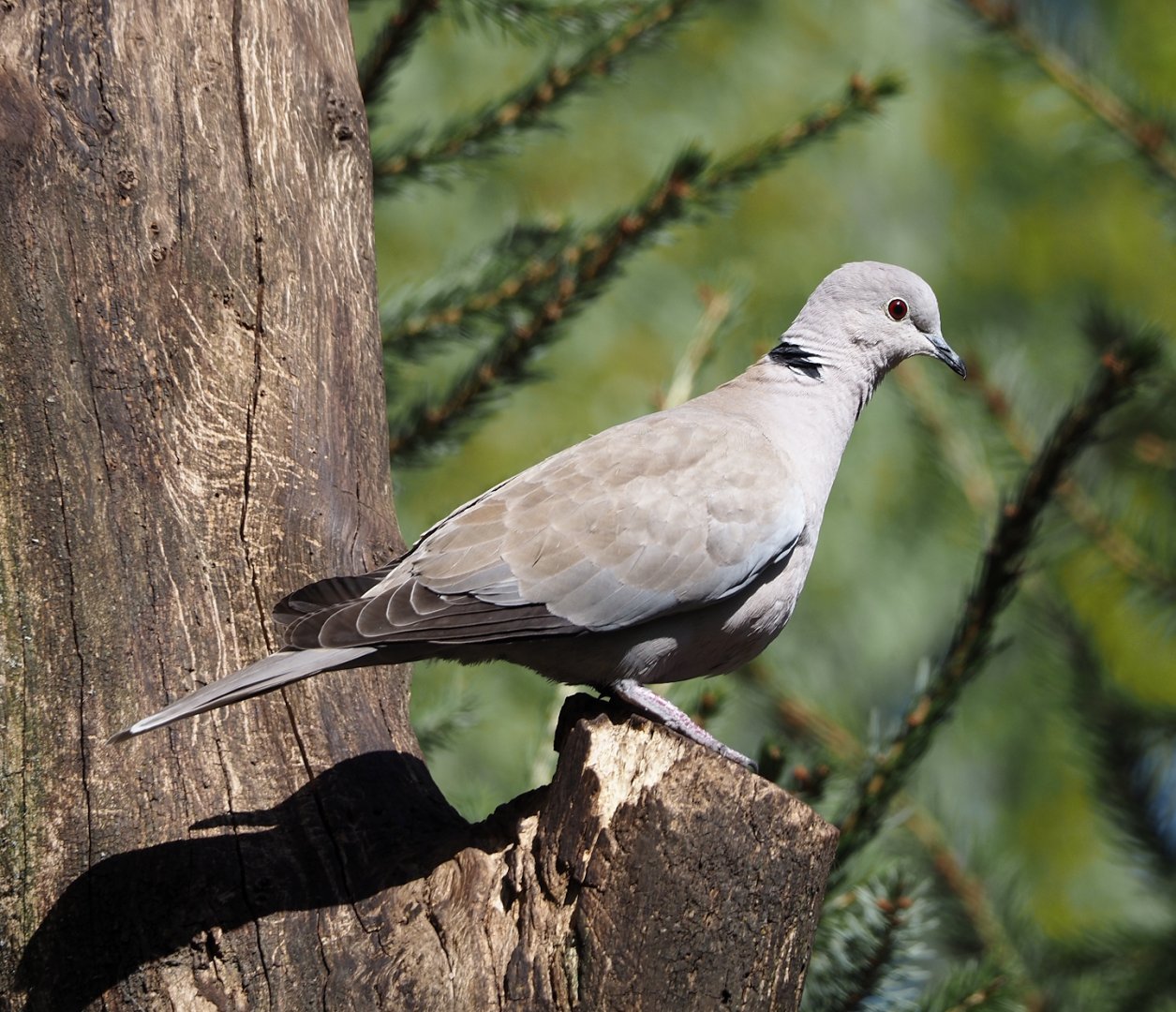 Wild Eurasian collared dove (Streptopelia decaocto), 2025-04-12
