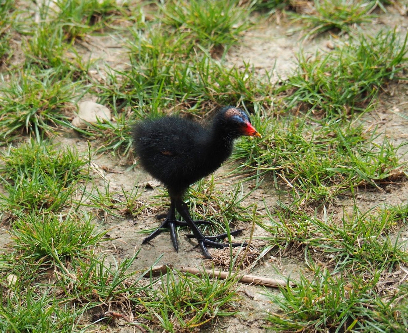 Wild Eurasian common moorhen chick (Gallinula chloropus chloropus), 2019-07-21