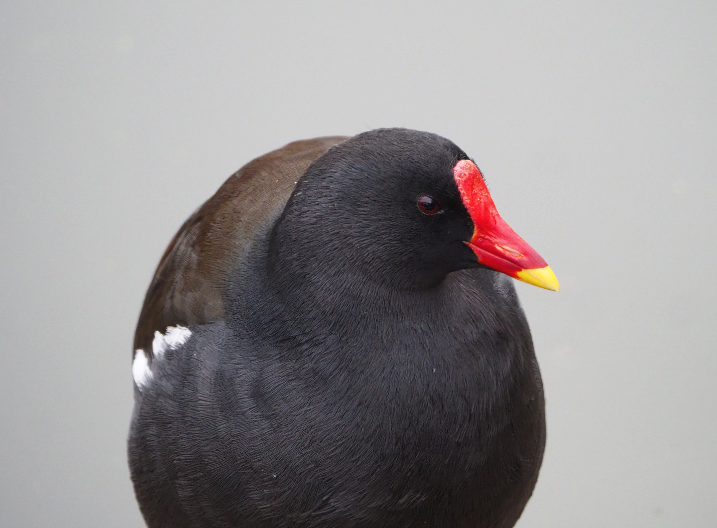 Wild Eurasian common moorhen (Gallinula chloropus chloropus), 2021-11-06