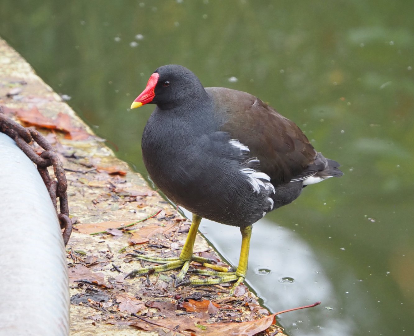 Wild Eurasian common moorhen (Gallinula chloropus chloropus), 2021-11-06