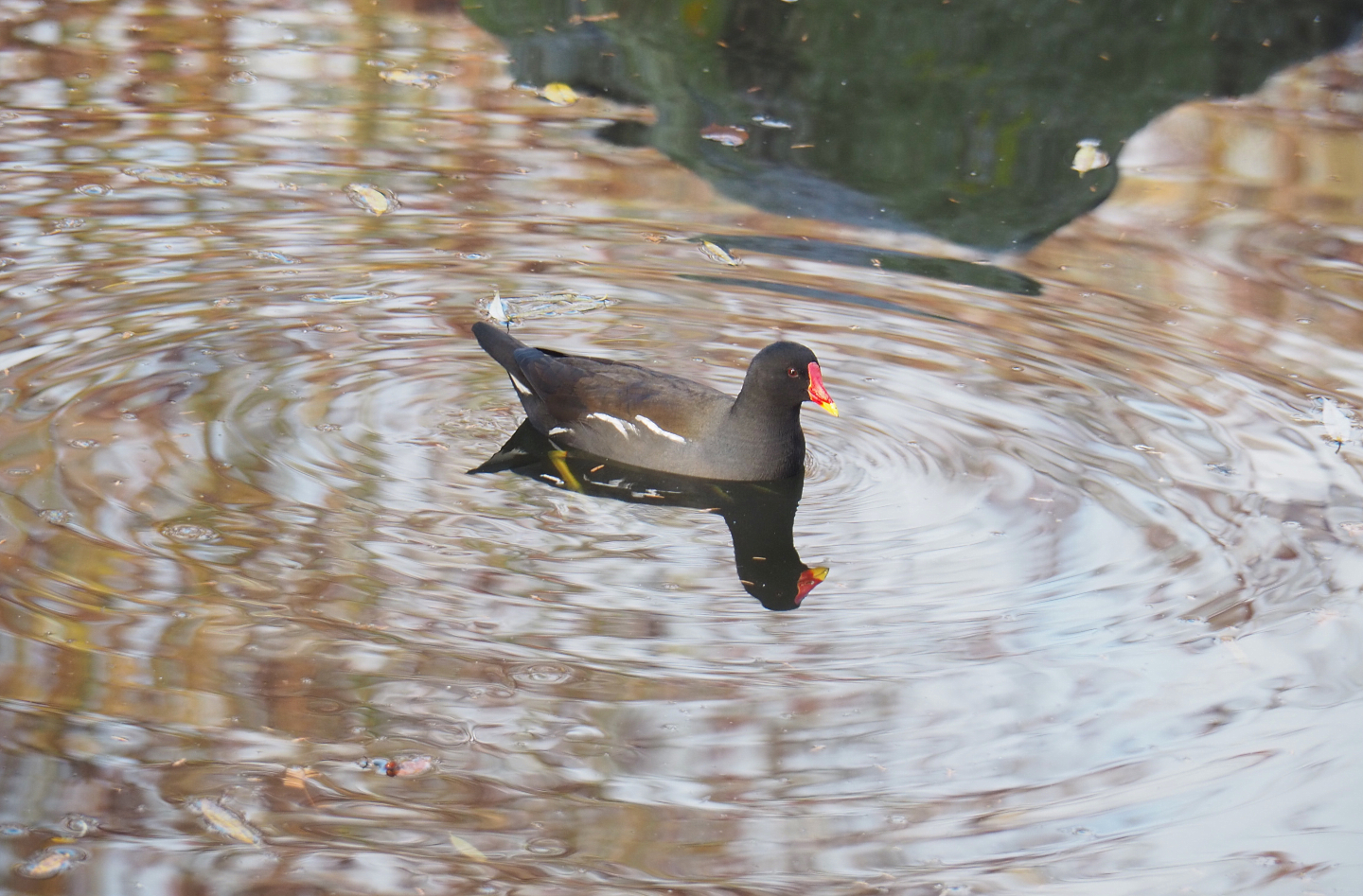 Wild Eurasian common moorhen (Gallinula chloropus chloropus), 2021-11-23