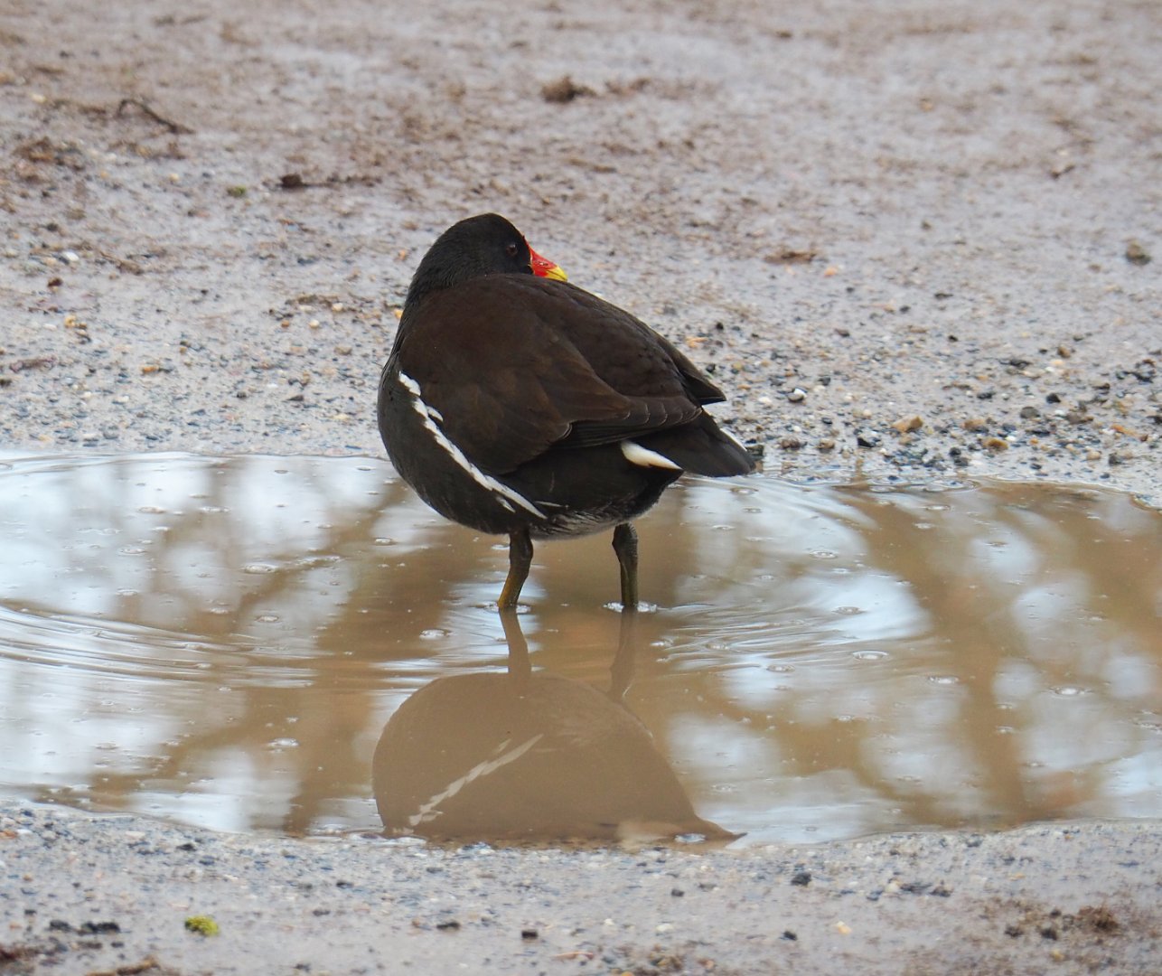 Wild Eurasian common moorhen (Gallinula chloropus chloropus), 2021-11-23