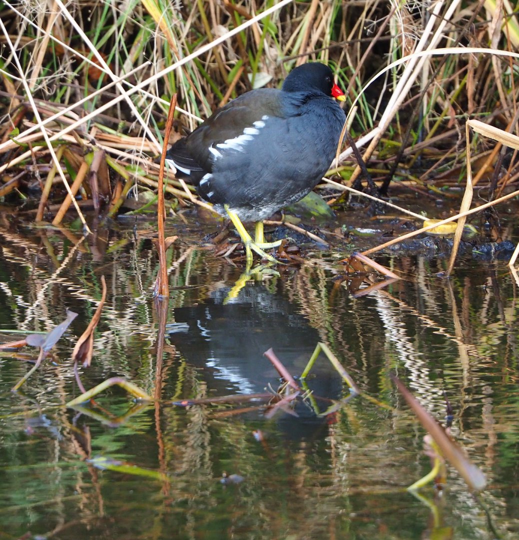 Wild Eurasian common moorhen (Gallinula chloropus chloropus), 2021-12-07
