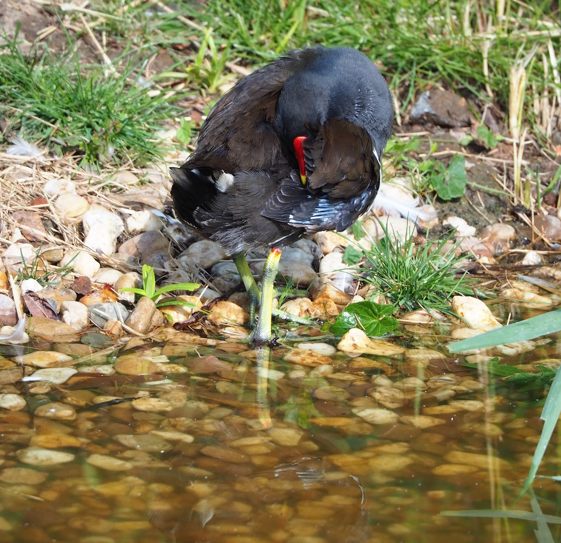 Wild Eurasian common moorhen (Gallinula chloropus chloropus), 2022-07-16