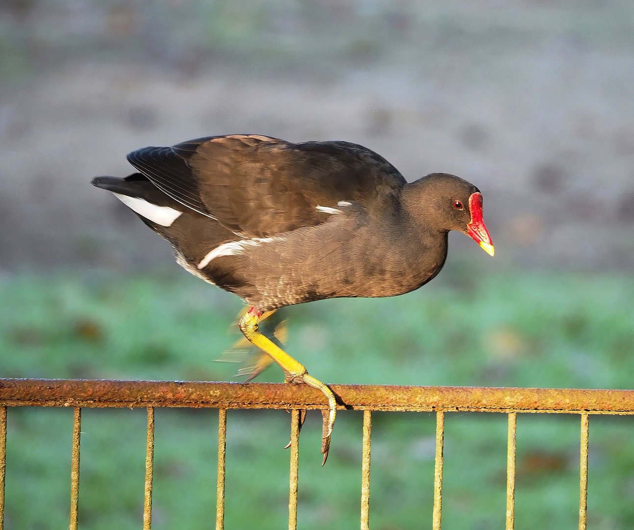 Wild Eurasian common moorhen (Gallinula chloropus chloropus), 2022-10-19
