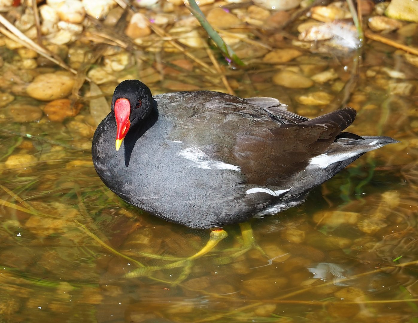Wild Eurasian common moorhen (Gallinula chloropus chloropus), 2023-07-26