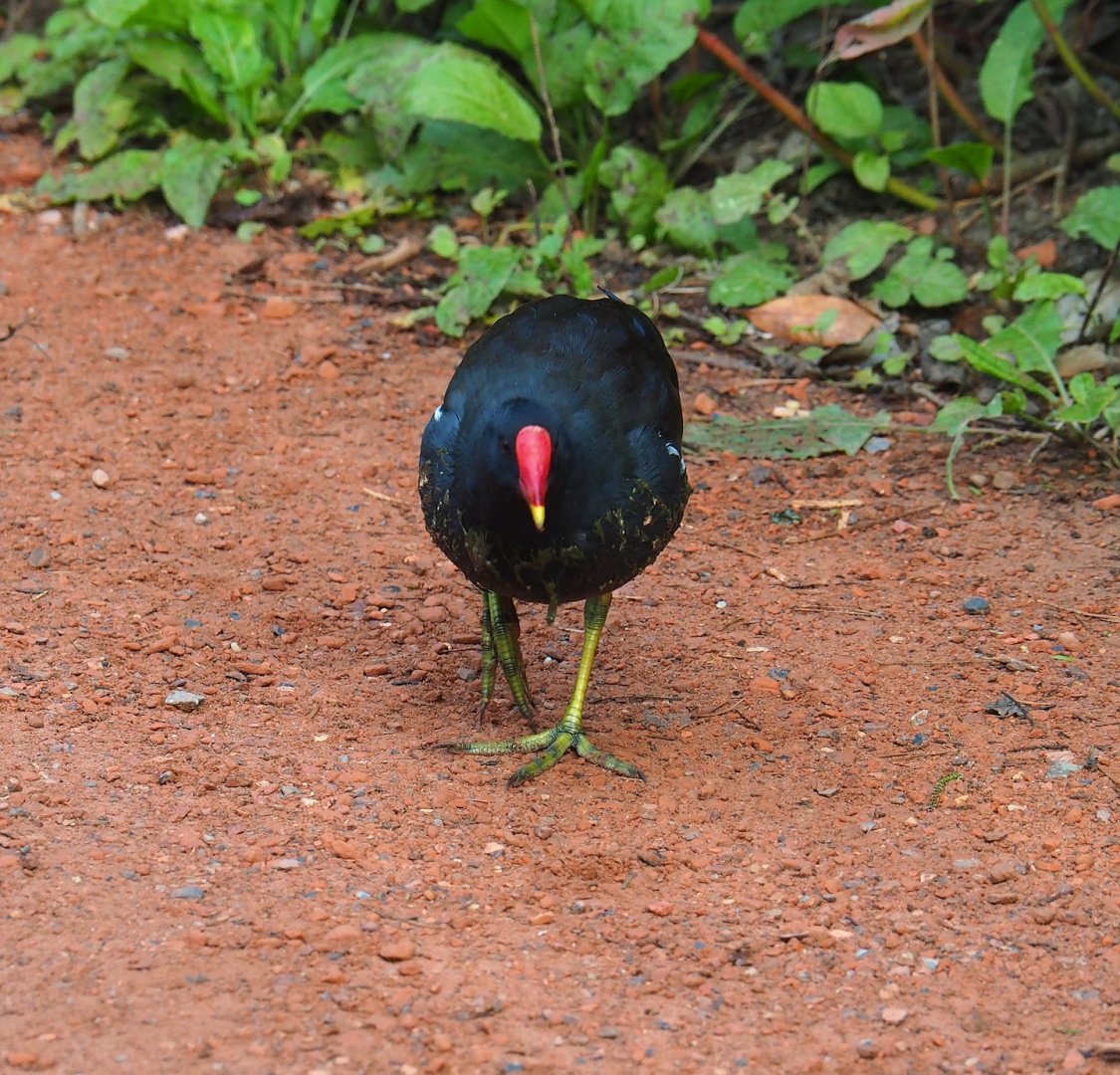 Wild Eurasian common moorhen (Gallinula chloropus chloropus), 2023-10-04
