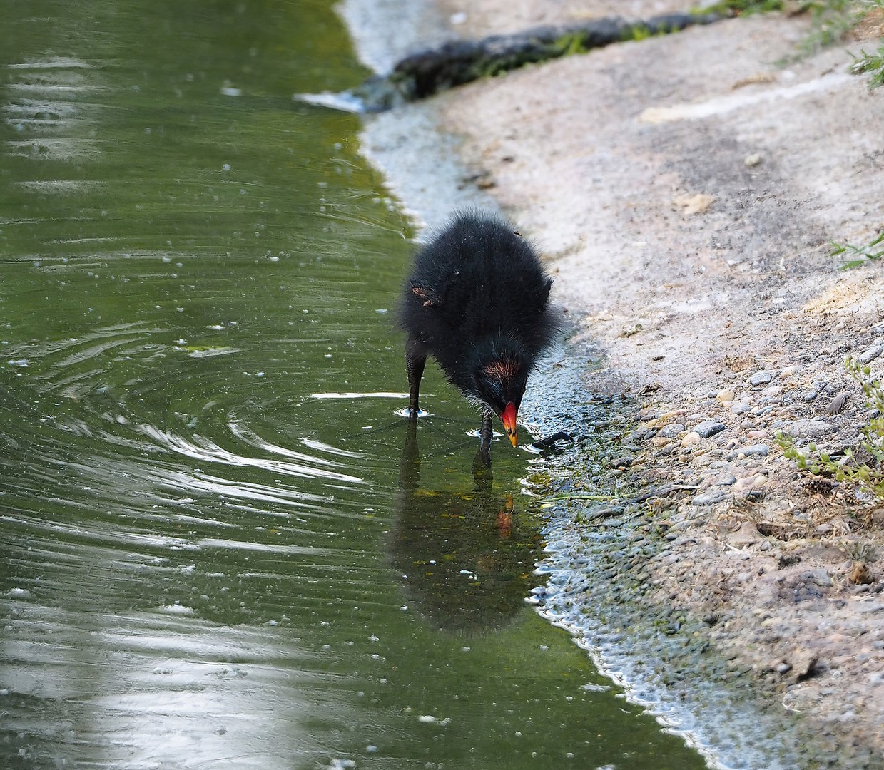 Wild Eurasian common moorhen (Gallinula chloropus chloropus) chick, 2022-07-16