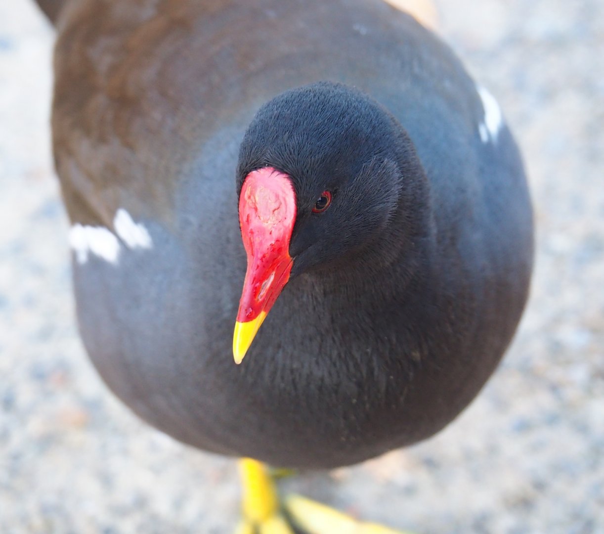 Wild Eurasian common moorhen (Gallinula chloropus chloropus), Nov 18th, 2018
