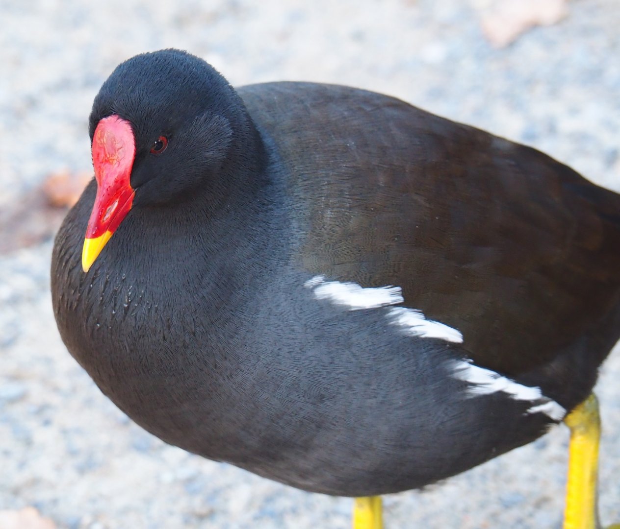 Wild Eurasian common moorhen (Gallinula chloropus chloropus), Nov 18th, 2018