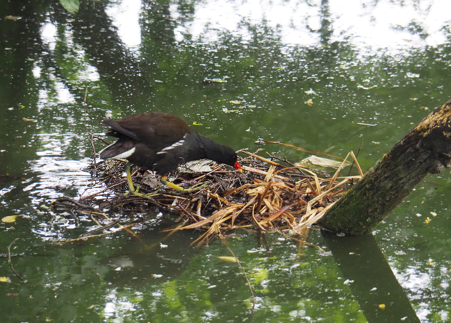 Wild Eurasian common moorhen (Gallinula chloropus chloropus) on nest, 2020-05-23