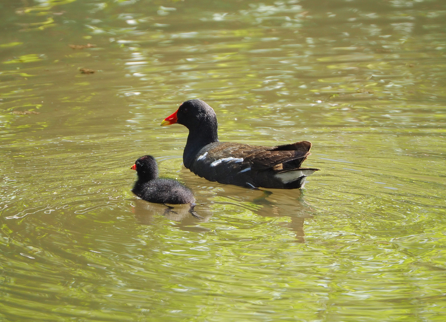 Wild Eurasian common moorhen (Gallinula chloropus chloropus) with chick, 2022-06-28