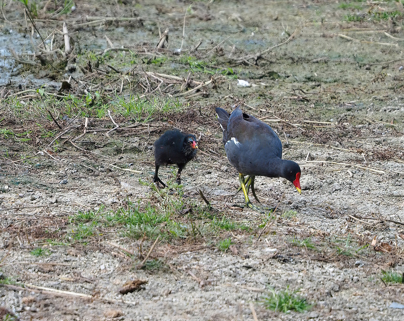 Wild Eurasian common moorhen (Gallinula chloropus chloropus) with chick, 2022-07-16