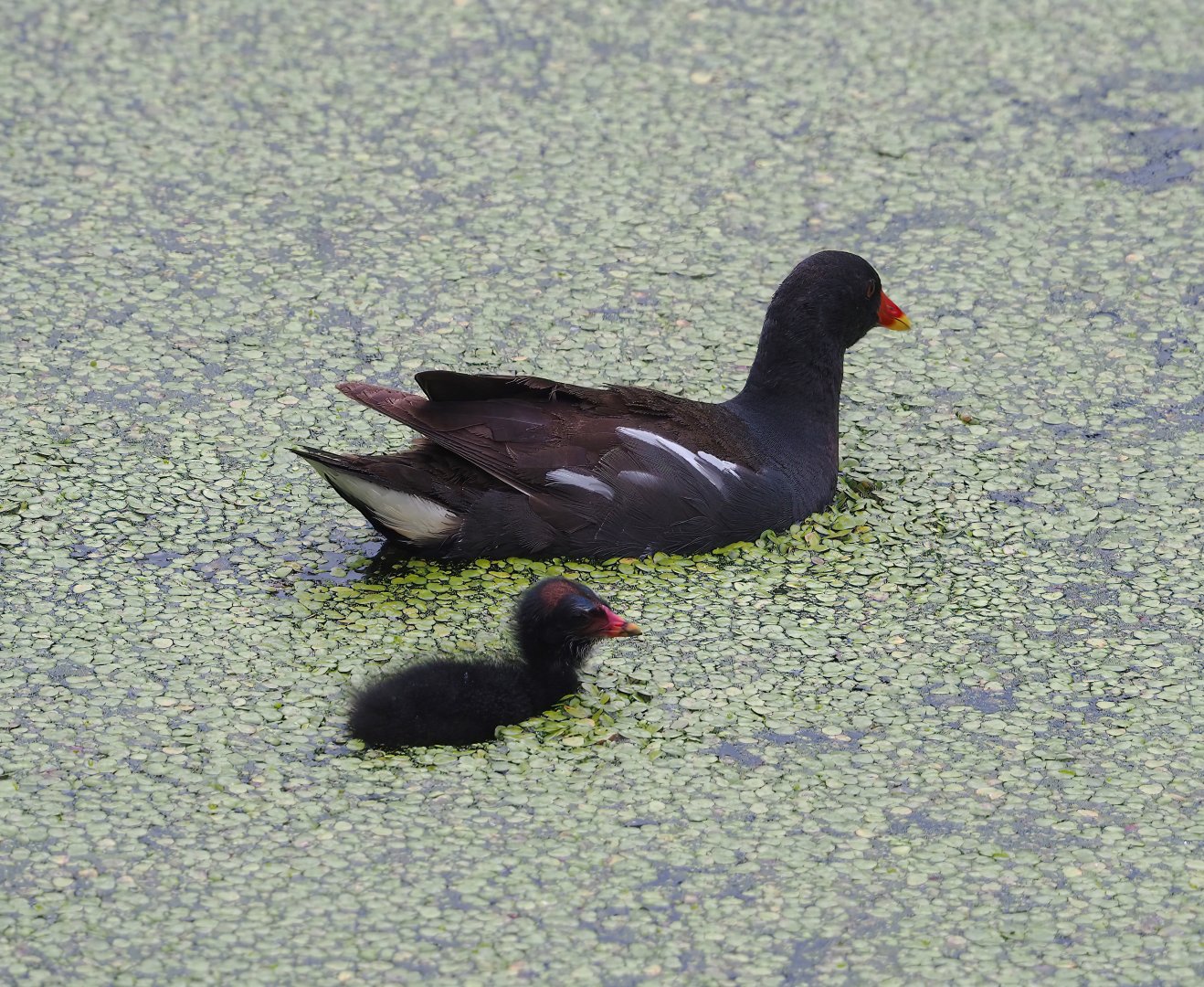 Wild Eurasian common moorhen (Gallinula chloropus chloropus) with chick, 2023-07-18