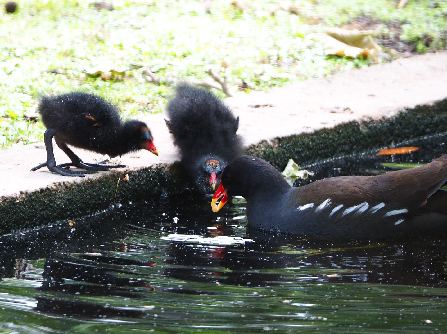 Wild Eurasian common moorhen (Gallinula chloropus chloropus) with chicks, 2020-05-23
