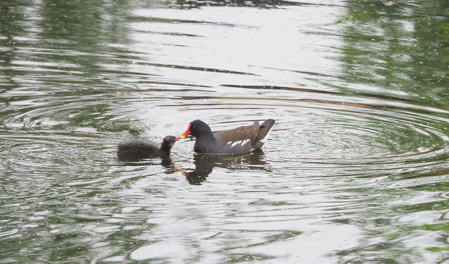 Wild Eurasian common moorhen with chick (Gallinula chloropus chloropus), 2022-05-17