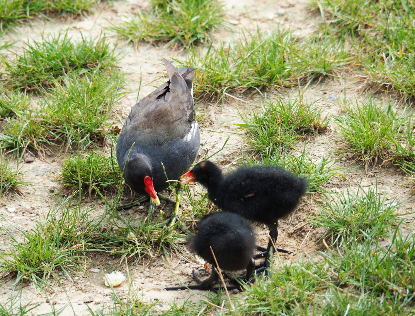 Wild Eurasian common moorhen with chicks (Gallinula chloropus chloropus), 2019-07-21