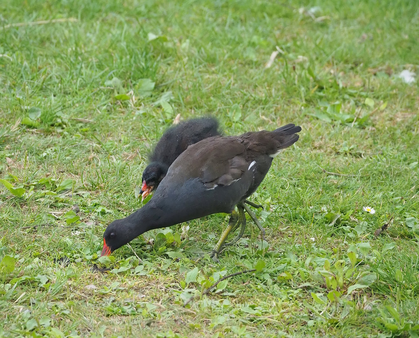 Wild Eurasian common moorhens (common moorhen (Gallinula chloropus) chloropus), 2022-08-28