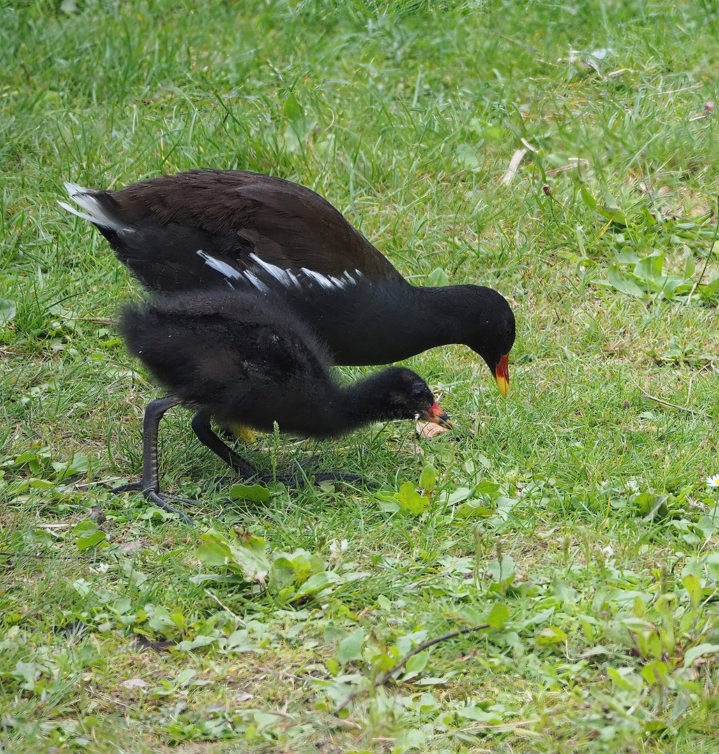 Wild Eurasian common moorhens (common moorhen (Gallinula chloropus) chloropus), 2022-08-28